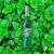 Marie Brizard Crème de Menthe Verte Green Mint  Liqueur  700ml
